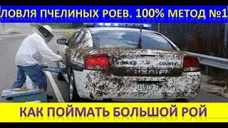 Ловля пчелиных роев. 100% метод №1. Как поймать большой рой.