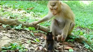 So smart youngest mom Rose teaching baby Rex learning to walk BUT little Rex so scared crying loud.