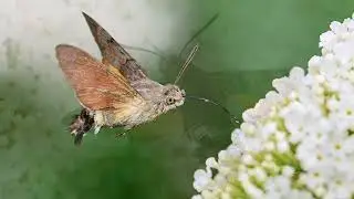 Humming-bird Hawk Moth Photography August 2023