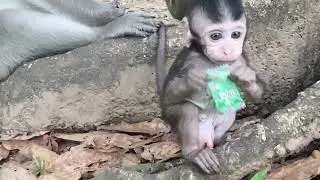 Monkey #monkeyshortsvideo 