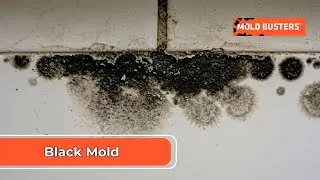 Black Mold -  Stachybotrys chartarum - Mold Busters