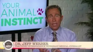 Know Your Pet Instincts with Dr  Werber