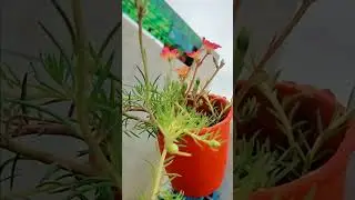 Hanging basket hacks using mug #plants #nature #flowers #plantsofinstagram #garden #plant #plantsmak