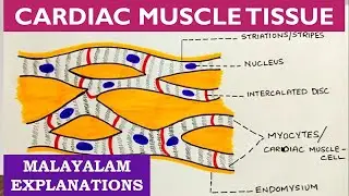 Cardiac Muscle Tissue explained in malayalam with labelled diagram/full notes/@Nurses Motive