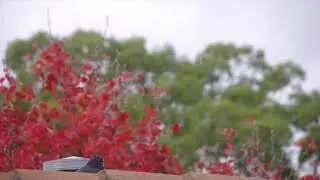 Australian raven on the roof
