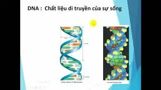 Sao chép ADN