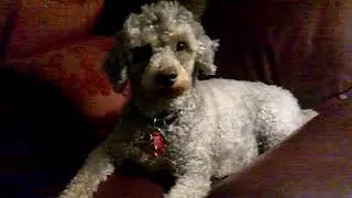 lazy Roxy at it again.mp4