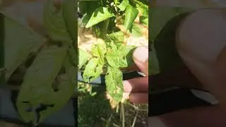 Trap Crops