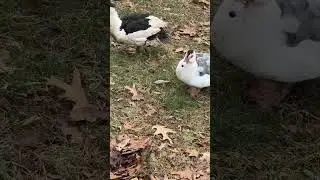 ducks disturbing the frogs
