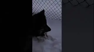 Snow day gone wrong for this pup #dogs #shorts