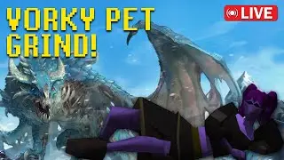 OSRS - Vorky Pet Hunt!