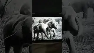 Asian Elephant Sound Effects