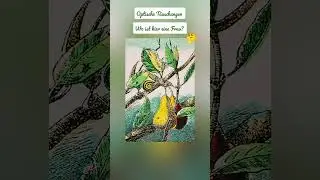 Optische T&auml;uschungen, #challenge, #find, #puzzleSpiel, #finden,