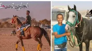 حصاد ليلة مرماح سيدنا الإمام الحسين رضي الله عنه وارضاه ٢٠٢٤🐎🐎🏆