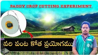 PADDY CROP CUTTING EXPERIMENT | FORMULA IN RICE CROPPING |వరి పంట కోత ప్రయోగం |#agriculture