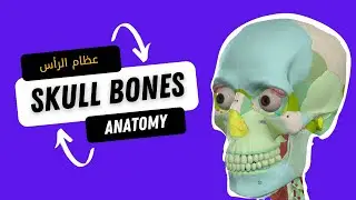 عظام الرأس تشريح رأس ورقبة ( اساسيات ) - Bones Of The Skull