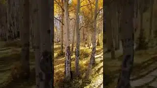 Nevada!