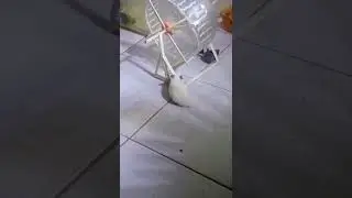 DIY HAMSTER WHEEL MADE FROM POPSICLE STICK