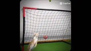 el gato portero🥶 #edit #capcut #hearttrend #gato #futbol #arquero #trollface #original