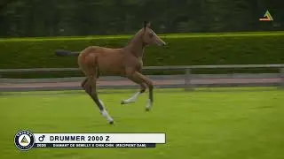 09  Drummer 2000 Z - Colt by Diamant de Semilly x Chin Chin
