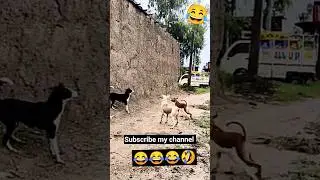 funny dogs🐕#sorts#ytsorts#youtubesorts#cfunnydogs#funnyreels#reels#dron#droncomedy#ALLCREATORRAJ