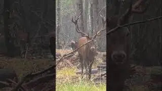 Red deer #wildlife #reddeer