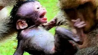 Billion Pitty! Baby Monkey Daniela Cries So Loudly While Queen Dolley Attack From Dana.