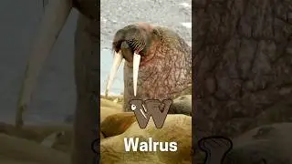 ABC's Animals: Arctic Alphabetimals A to Z Arctic Animals A to Z: Fun and Educational video