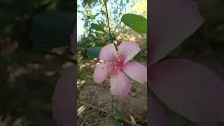 Real beutiful flower 🌺 framing video #respect #framing #flower