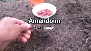 How to plant peanuts at home