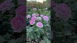 Did You Know This About Roses? 🌹