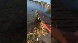 #fishing #florida #fish #freshwaterfishing #lakefishing #fypシ゚viral #fyp #shorts #trending
