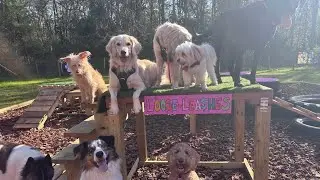 Big pup social January 13, 2025