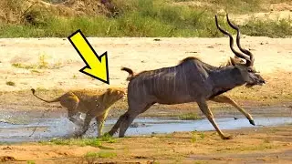 Antelope Secrets: Fast, Fierce, and Fascinating!