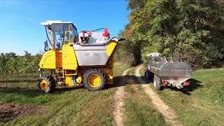 Traubenernte Gregoire 106 vandange