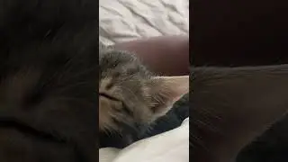 sleeping or not ? #cats#kitten #kittens #cute #cutekitten #kitty #meow #cat #cats #catlover #catlife