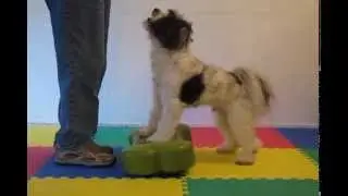 LhaBu K9FitBone