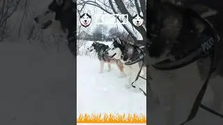 ХАСКИ. NEXT. Бубен шамана. 🐶🐶 💥💥 Northern dogs.