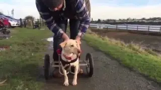 Rescued disabled dog now enjoying life with new set of wheels