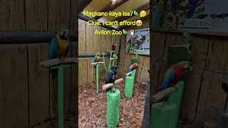 Any Guess magkano isa??? Avilon Zoo #avilon #zoo #parrot #birds #birdslover #shorts #shortsfeed #yt