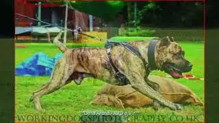 Don Quijote de la Arena / Perro de Presa Canario Germany / Arne Pohlmeyer / AVD e.V. / Schutzhund /