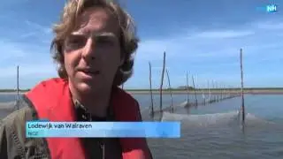Glibberige reuzenkwallen aangespoeld op het strand van Texel