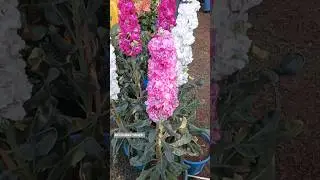 beautiful stock flower plant #garden #birdtrend #ytshorts #trendingshorts #viralshorts #viral 😍🪴