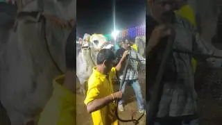RK Bulls #om #trending #virelshorts #virelshort #ongolebullrace #bullrace #rkbulls #makarasankranthi
