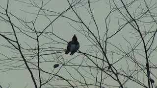 Kingfisher at Dawn