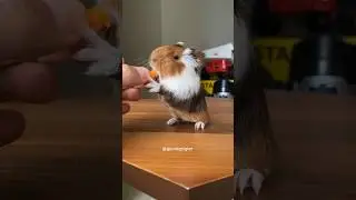 Cute face baby guinea pig enjoying carrot 🥕 #guineapigcage #guineapigs #guineapig #guineapiggies