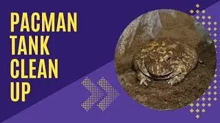 Packman Frog Tank Clean Up