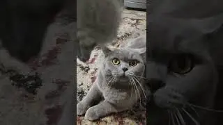 Знакомьтесь, это Симба!  🤣 🤣 🤣  Meet Simba  #cat #кошки #catvideos #shortsvideo