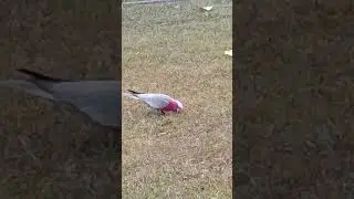 Galah
