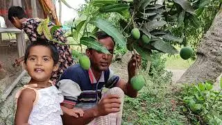 simple village cooking || village life | গ্রাম্য পদ্ধতিতে আমের আচার বানানো